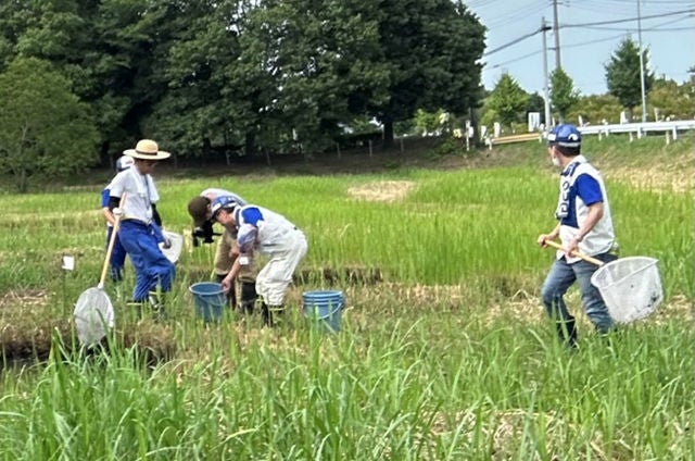 Efforts to remove tadpoles of American bullfrogs, which eat the waterwheel plant (Saitama)